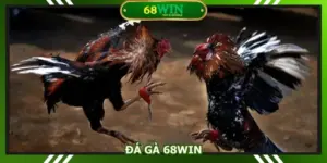 Đá Gà 68WIN - Theo Dõi & Đặt Cược Đấu Kê Chất Lượng