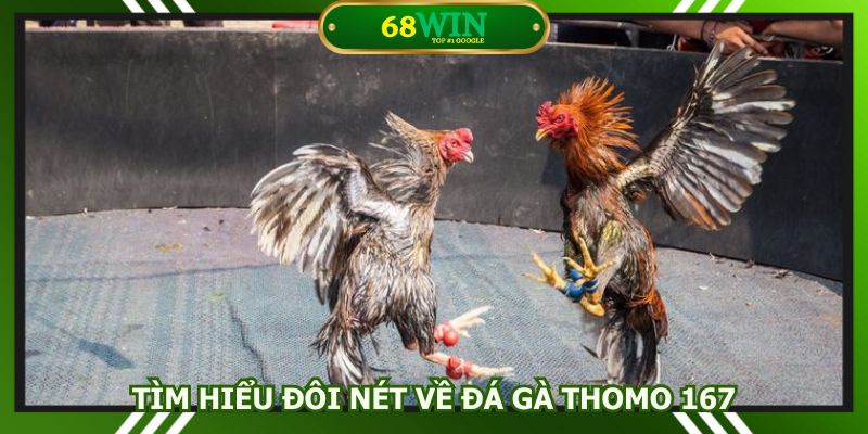 Đá gà Thomo 167 cung cấp sự kiện chọi hàng đầu