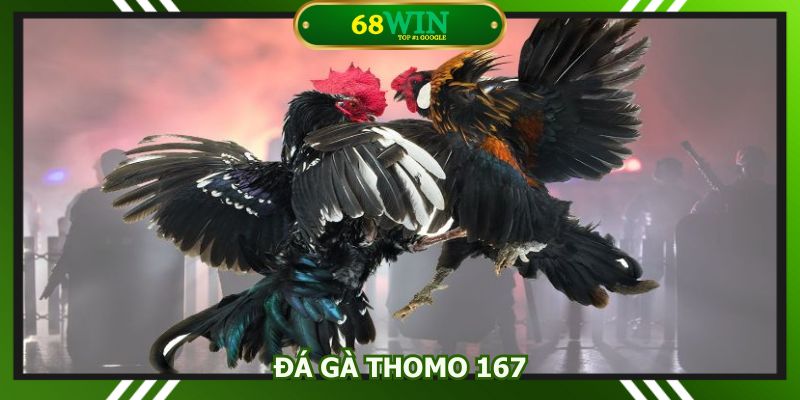 đá gà Thomo 167