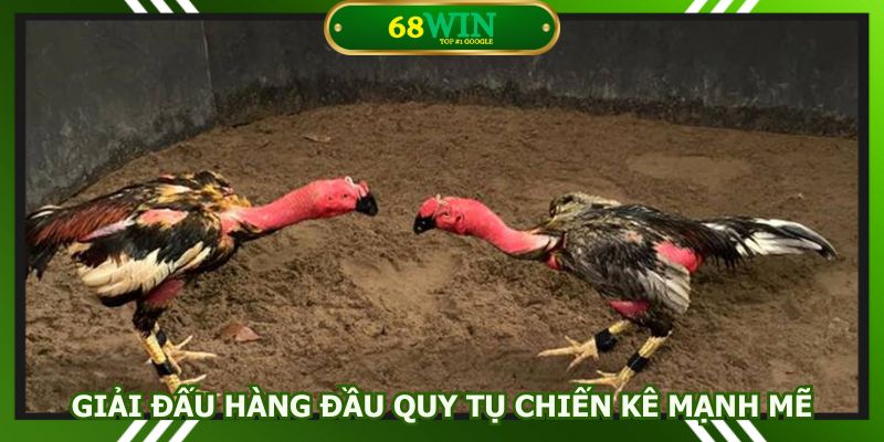 Giải đá gà Thomo 167 được tổ chức đầy chuyên nghiệp