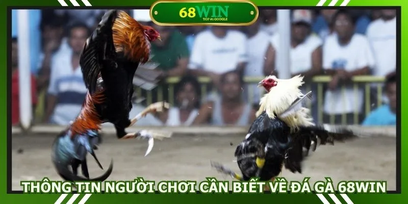 Thông tin người chơi cần biết về đá gà 68WIN